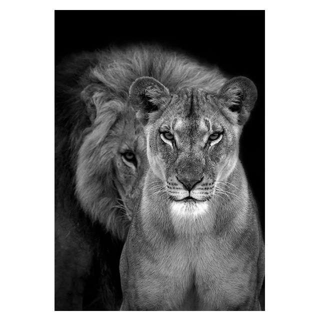 Animals Black And White Lions Love Family Prints Poster Canvas Painting Modern Wall Art Pictures Living Room Bedroom Home Decor