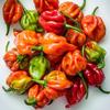 25 Habanero West Indian Pepper Seeds - Semi-Wild Permaculture
