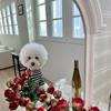 BARKDOG Базовая полосатая футболка M-6XL 3 цвета