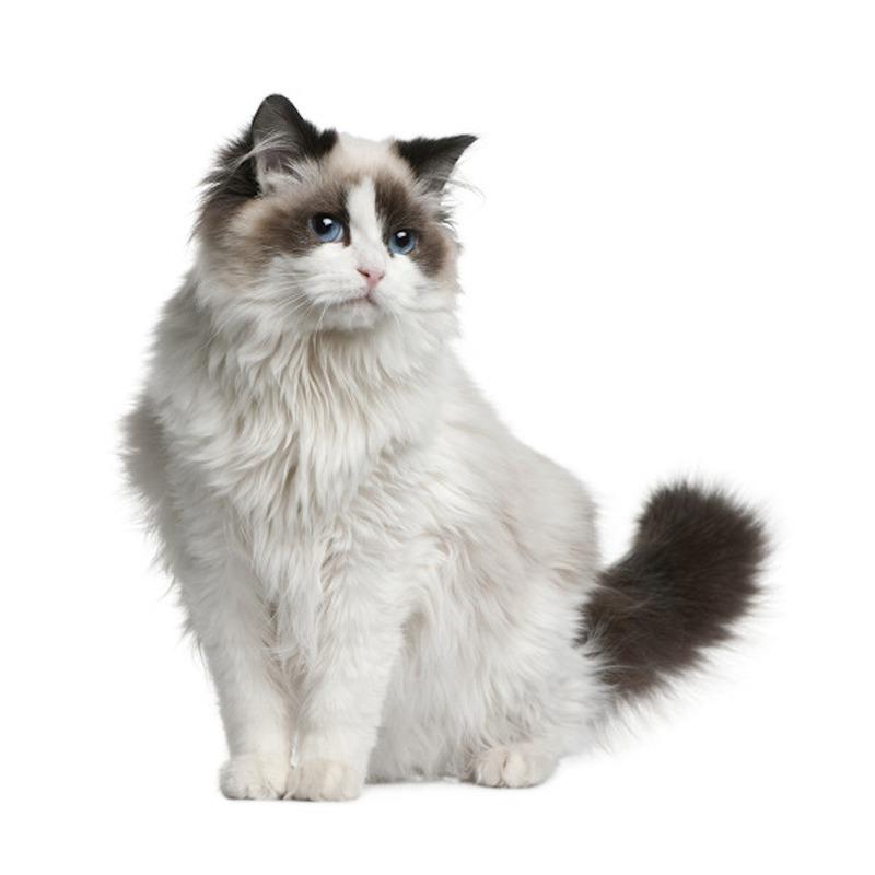 Три кошки RC035 Аниме Собака Рагдолл Наклейка Водонепроницаемая ПВХ Декор Дверь Гостиная Детская Комната