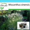 Gift Set - Chinese Silver Grass - 200 Seeds - With Gift Box, Card, Label and Potting Substrate - Miscanthus Sinensis