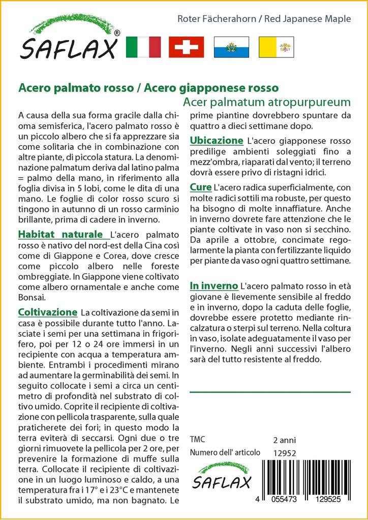 SAFLAX Клен японский красный - 20 семян - Acer palmatum