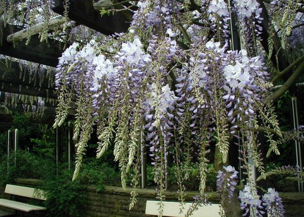 SAFLAX Глициния китайская голубая - 4 семени - Wisteria sinensis