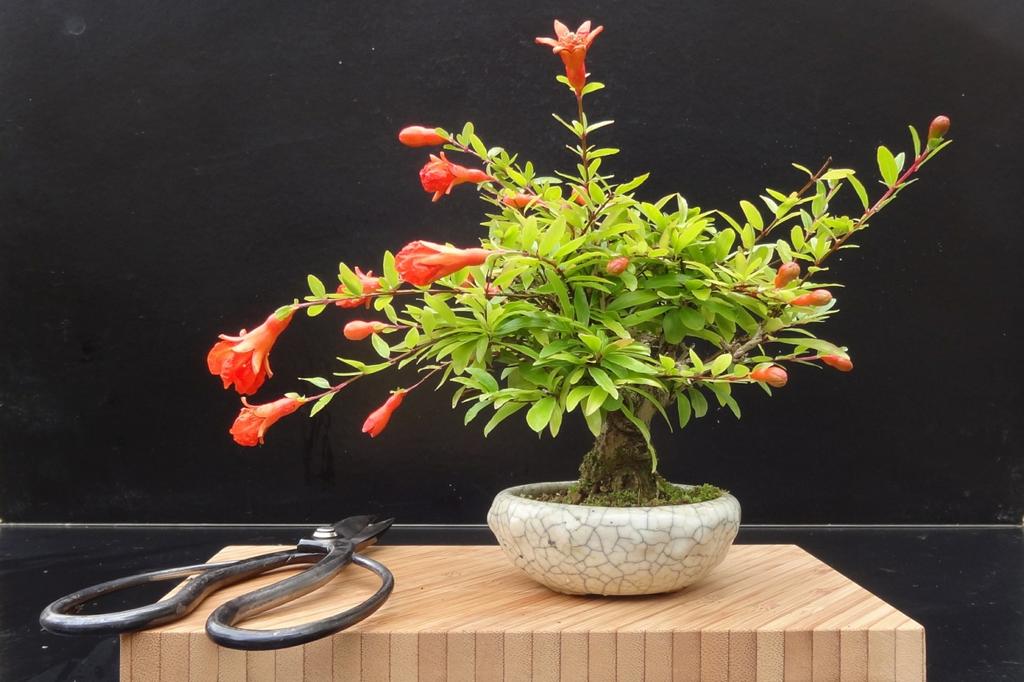 SAFLAX Garden in the Bag - Бонсай - Карликовый гранат - 50 семян - С субстратом в подходящем пакете-стойке - Punica granatum nana