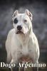 Книга Dogo Argentino : Dog Breed Overview and Guide