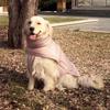 High Collar Dog Down Jacket Winter Waterproof Pet Clothes for Small Medium Dogs Greyhound Weimaraner Jacket Coat ubranie dla psa