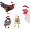 Головной убор Праздничный костюм цыпленка Ящерица Морская свинка Шапка для питомца Рождественский шарф для животных Санта-Клаус
