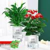Smooth Sailing White Anthurium Potted Plant - Easy-to-Grow Indoor Greenery for Good Luck