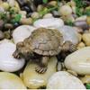 2pcs Resin Tortoise Resin Craft Handmade Crafts Home Sculpture Tortoise Figurine Indoor&Outdoor