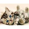 DIY Diamond Painting Kitten Cross Stitch Kit Mosaic Art Diamond Painting Full Circle/Square Diamond Home Decoration