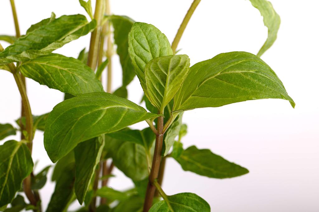 SAFLAX Garden in the Bag - Мексиканская мята нана - 500 семян - С субстратом в подходящем пакете - Mentha spicata