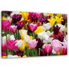 Canvas Print Colourful Tulips Meadow Flowers