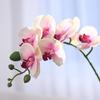 Moisturizing Phalaenopsis simulated flower home furnishing hotel wedding decoration fake flower bonsai simulated plant