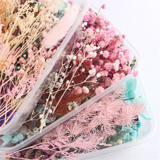 Real Dried Flower Material Plant Specimen Making Scrapbook Crafts Accessories