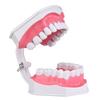 Dental Teaching Teeth Model with Toothbrush Children Education Teeth Brushing Model Oral Care