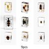 Insect In Resin Collection for Preschool, Classroom Science, and Home Displays