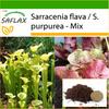 Pitcher Plant Mix - 10 семян - С горшечным субстратом для лучшего выращивания - Sarracenia Mix