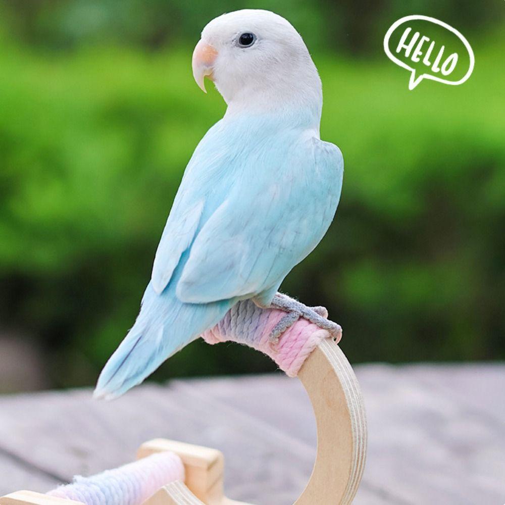 Wear-resistant Parrot Perch Stand Wooden Bird Training Stand Rocking Parakeet Toy  Relieve boredom