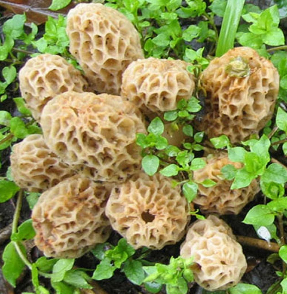 Blonde Morel Mycelium - Mushroom Growing Kit - Grow Mushroom Spores