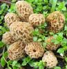 Blonde Morel Mycelium - Mushroom Growing Kit - Grow Mushroom Spores
