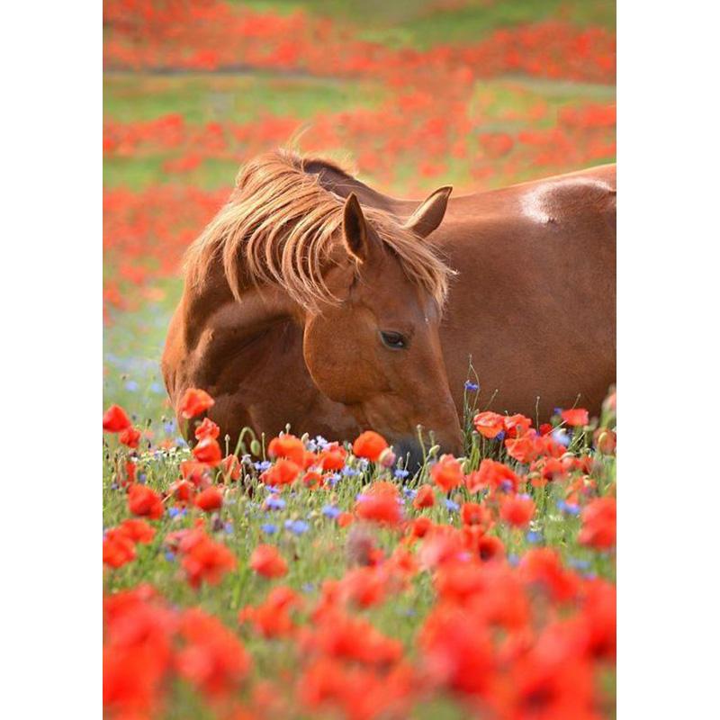 DIY Лошадь 5D алмазная живопись полный круглый дрель набор для вышивки крестом животное вышивка мозаика стены книги по искусству стразы подарок домашний декор