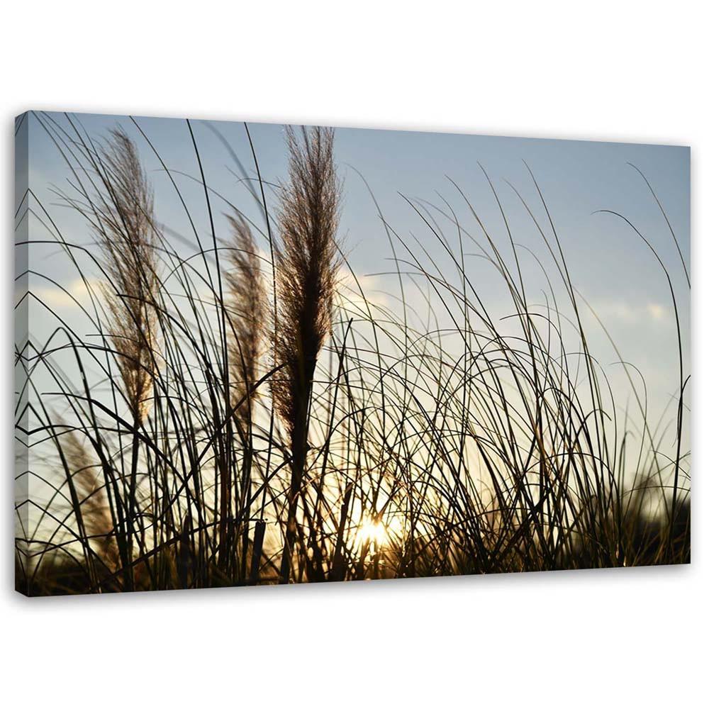 Canvas print, Reed in the sun