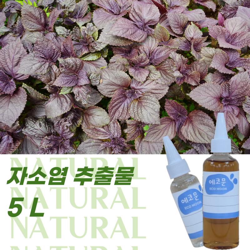 Perilla leaf extract 5L, 1 pcs