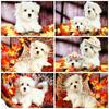 Полный комплект для вышивки квадратным алмазом Собака ручная работа Новое поступление Алмазная картина Мозаика с изображением животных Лист Украшение для дома