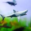 Creative Diy Aquarium Floating Ornaments Aquascape Shark Figurine Decor Fish Tank Craft Undersea Animal Landscaping Decorations