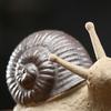 Practical Snail Model Compact Long Lasting Decor