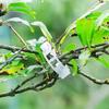 20Pcs Seedlings Fixing Clips Quick-open Plant Support Clips Clear Vine Fixing Buckles for Grafting Tying Vines And Hanging Plants Healthy Growth