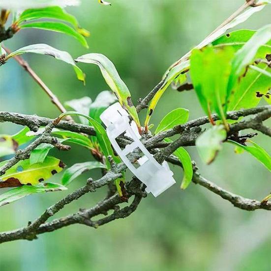20Pcs Seedlings Fixing Clips Quick-open Plant Support Clips Clear Vine Fixing Buckles for Grafting Tying Vines And Hanging Plants Healthy Growth
