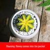 Indoor Flowering Cactus Succulent for Desk or Balcony