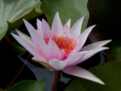 15 семян НИМФЕЯ 'Почти Амабилис' "Nymphaea WATER LILY"