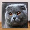 Animals DIY 5D Diamond Painting Cute Blue Cat Diamond Embroidery Full Lay Anime Cross Stitch Kits Home Decor Handmade Gift