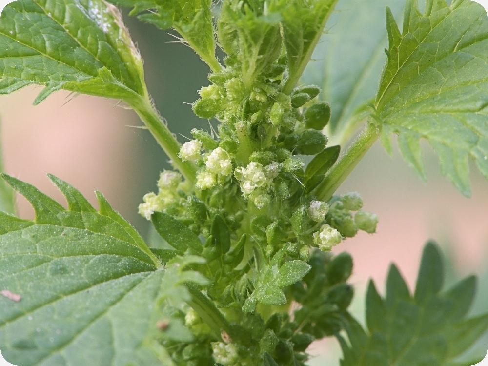 SAFLAX Сад в сумке - Собачья крапива - 150 семян - С субстратом в подходящем стоячем мешке - Urtica urens