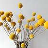 30PCS Natural Yellow Craspedia Billy Balls, Yellow Billy Buttons Balls Bouquet Dried Yellow Flowers for Home Decor Photo Props DIY Wedding Decoration