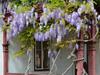 SAFLAX Глициния китайская голубая - 4 семени - Wisteria sinensis