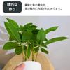 SEVEN EBISU Искусственный Зеленый Реалистичный Настольный Миниатюрный Цветок для Счастливого Декоративного Настольного Растения Пахира / Шеффлера В Помещении Офис Прямо из Японии