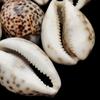 1 Pc Cowrie Shells, Big Spotted Leopard Cowrie Seashell, Nautical Décor, Polished Display Collectible Seashells