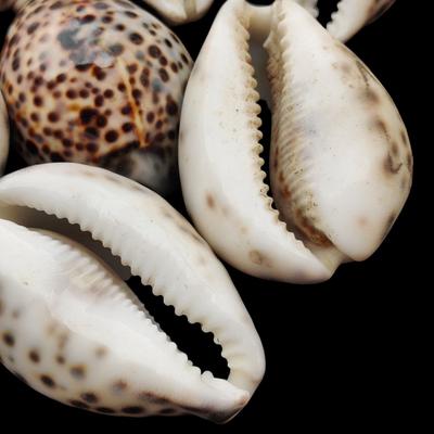1 шт. раковины каури, большая пятнистая леопардовая раковина каури, морской декор, полированные коллекционные раковины для показа