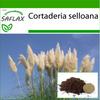 American Pampas Grass - 200 Seeds - With Potting Substrate for Better Cultivation - Cortaderia Selloana