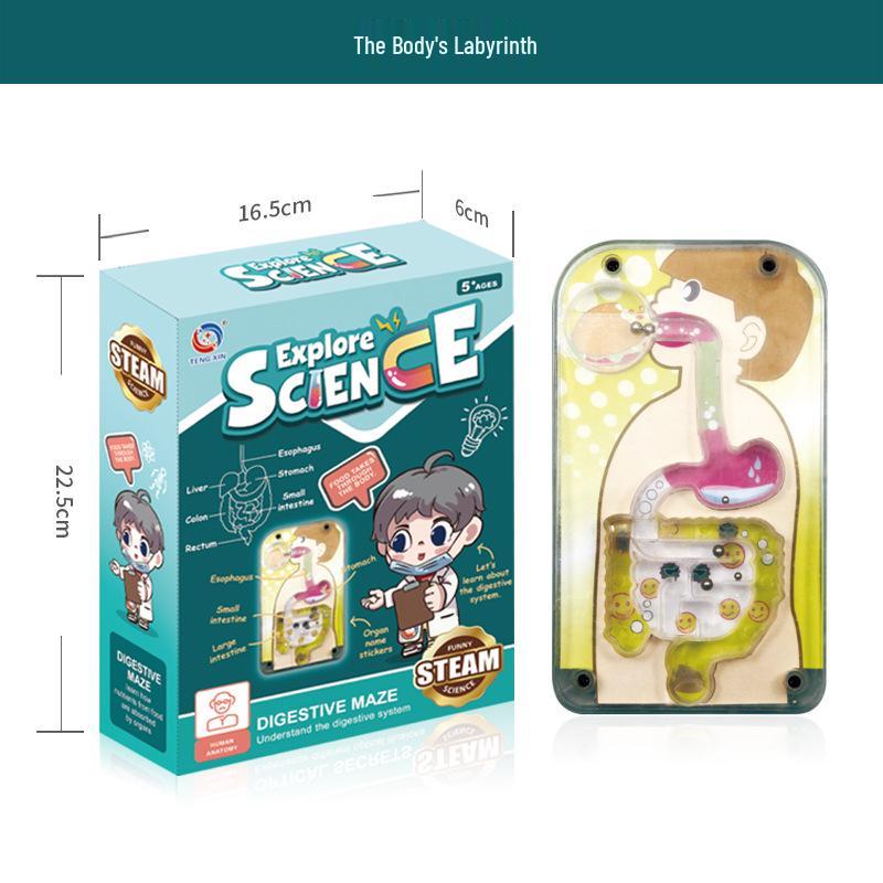 Трансграничный набор для самостоятельной сборки модели скелета человека для раннего развития для студентов