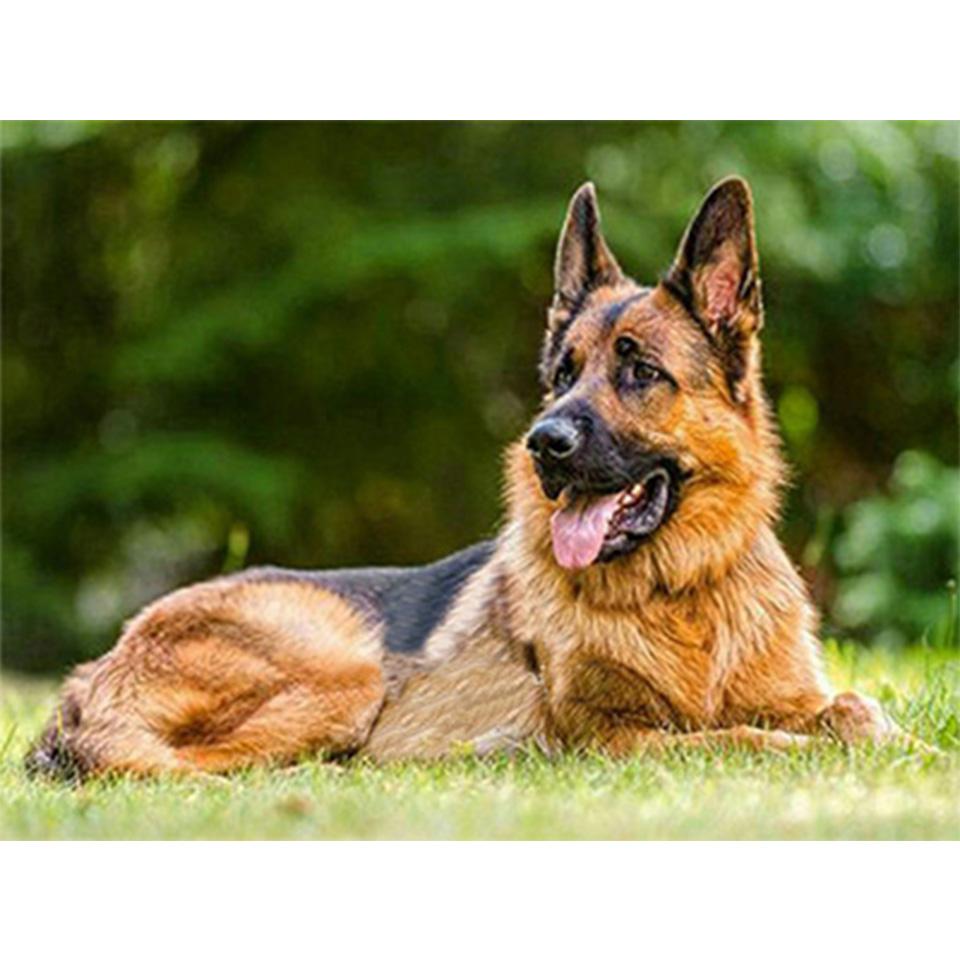 5D DIY алмазная живопись животное собака горный хрусталь художественная картина овчарка Алмазная вышивка горный хрусталь мозаика домашний декор подарочный комплект