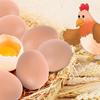8PCS Mannequin Oeufs Faux Oeufs  Aide Pondre Poule