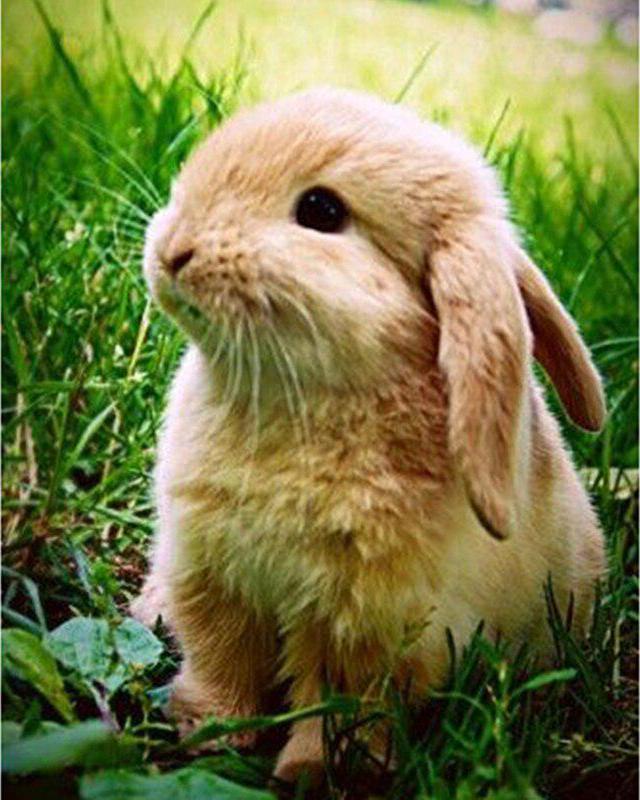 Набор для алмазной живописи Пейзаж Звезда Лев Лиса 5D DIY Алмазная вышивка животных Кролик Вышивка крестиком Фотографии Стразы Мозаика Настенное искусство