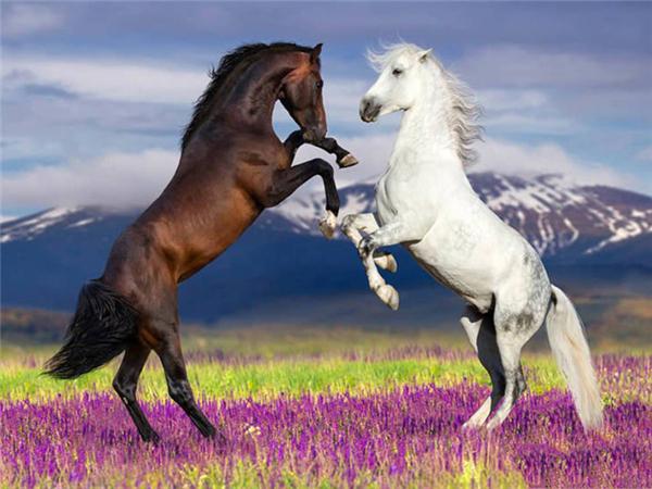 Full Round/Square 5d Diamond Painting Horse Mosaic Sunset DIY Diamond Embroidery Animal Home Decor Craft Kit