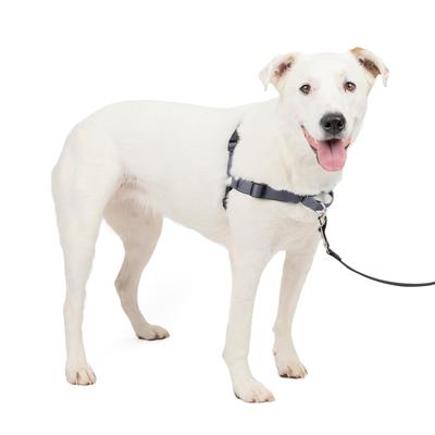 Deluxe Easy Walk Шлейка PetSafe, Шлейка против натяжения для собак, для прогулок и дрессировки (Размер M/Стальной Серебристый x Черный)