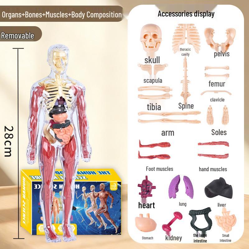 Набор 3D-модели человеческого скелета для детской образовательной анатомии и медицинского обучения