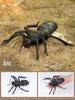 Large Insect and Reptile Toy Models: Scorpion & Spider Simulation